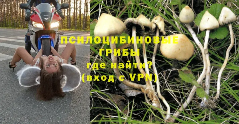 блэк спрут зеркало  Ужур  Псилоцибиновые грибы Psilocybe 